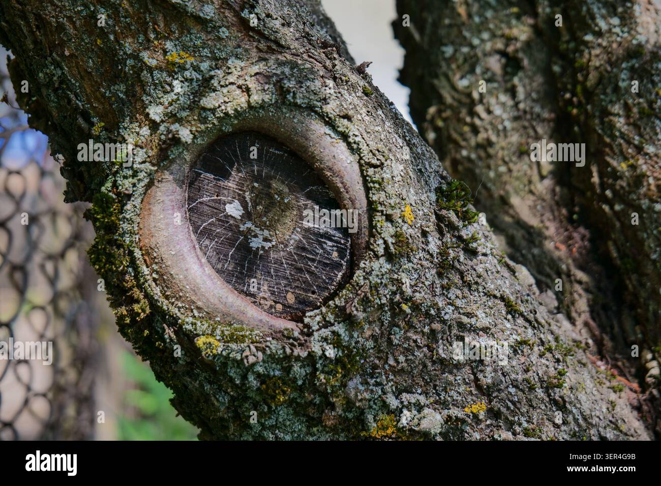 Primo piano di un nodo d'albero che assomiglia ad un occhio sulla corteccia ruvida Foto Stock