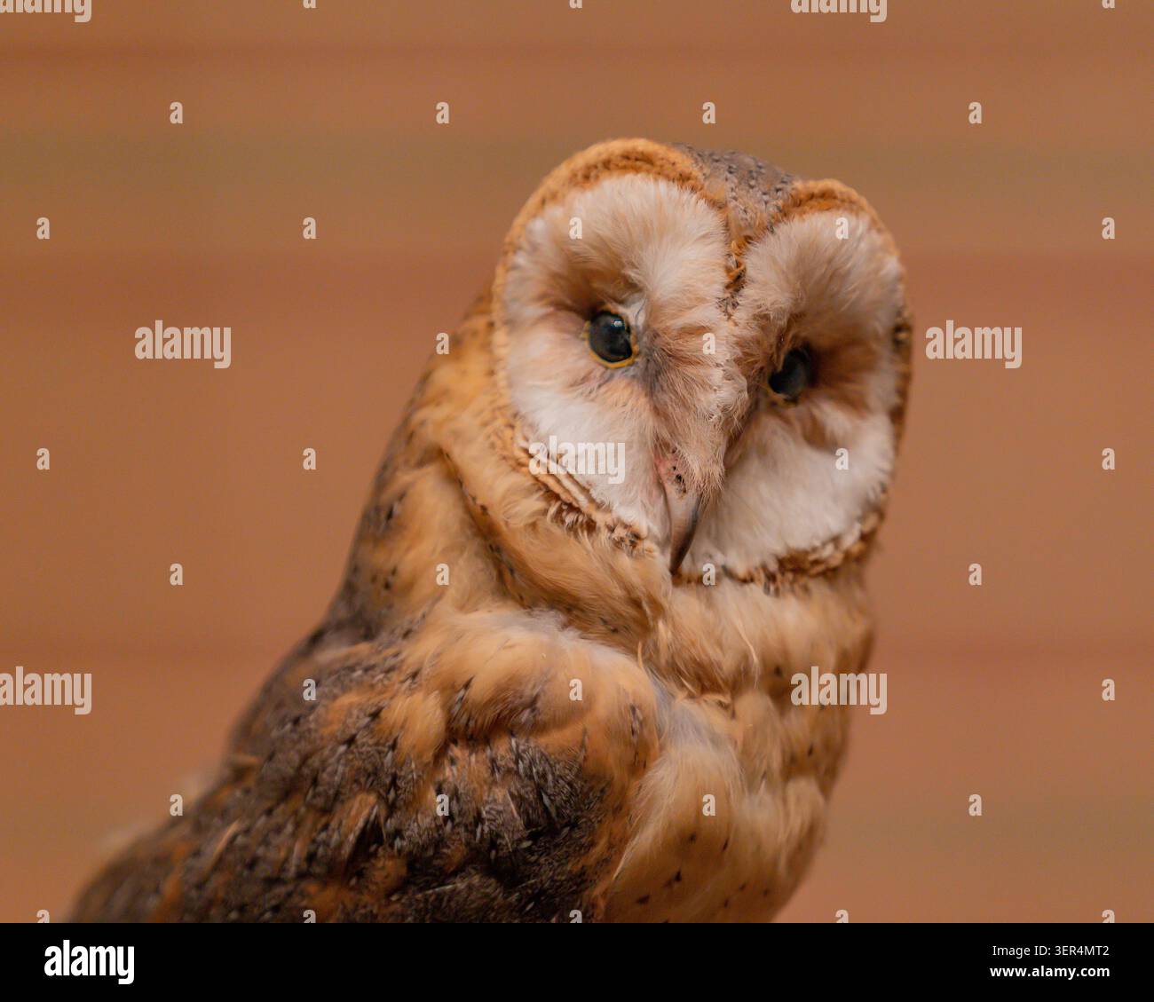 Il piccolo gufo del deserto Foto Stock