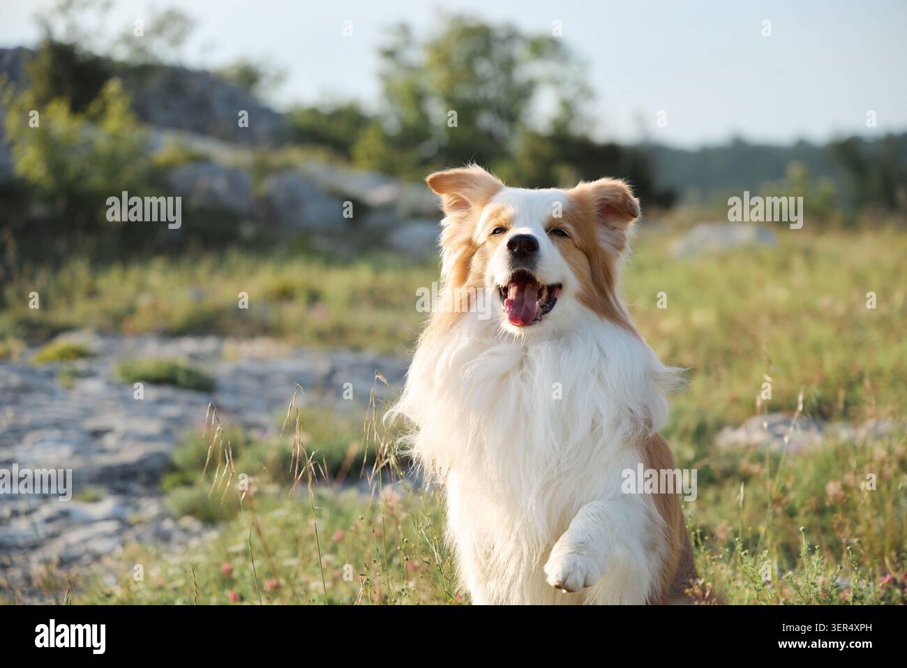 Il ritratto ravvicinato mostra un felice Border Collie seduto all'aperto in un paesaggio di montagna. L'ambiente luminoso crea un'atmosfera di viaggio allegra. Foto Stock