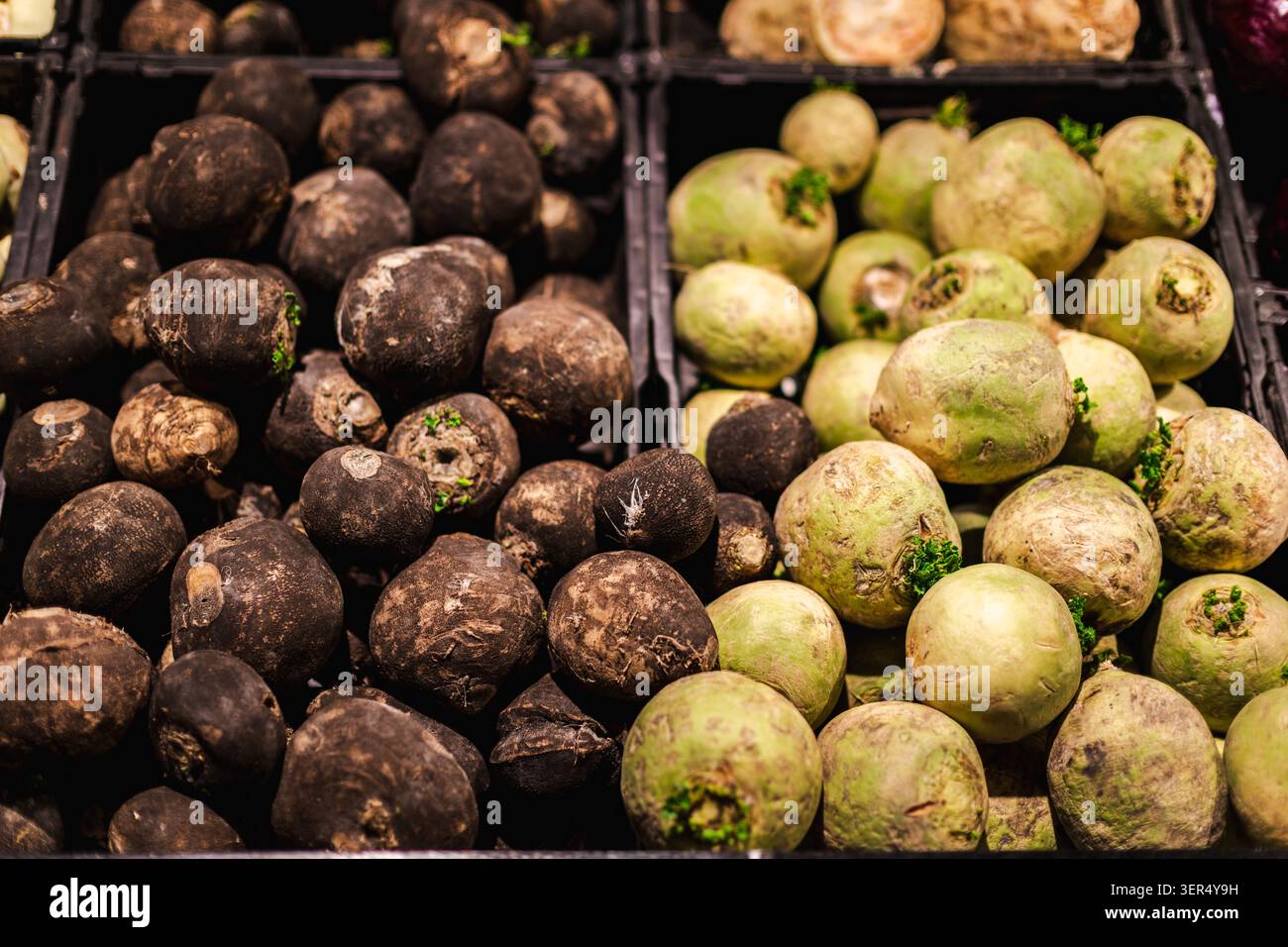 Radiaci neri e verdi esposti presso il negozio di alimentari, verdure a radice biologica fresca e sano background alimentare naturale Foto Stock