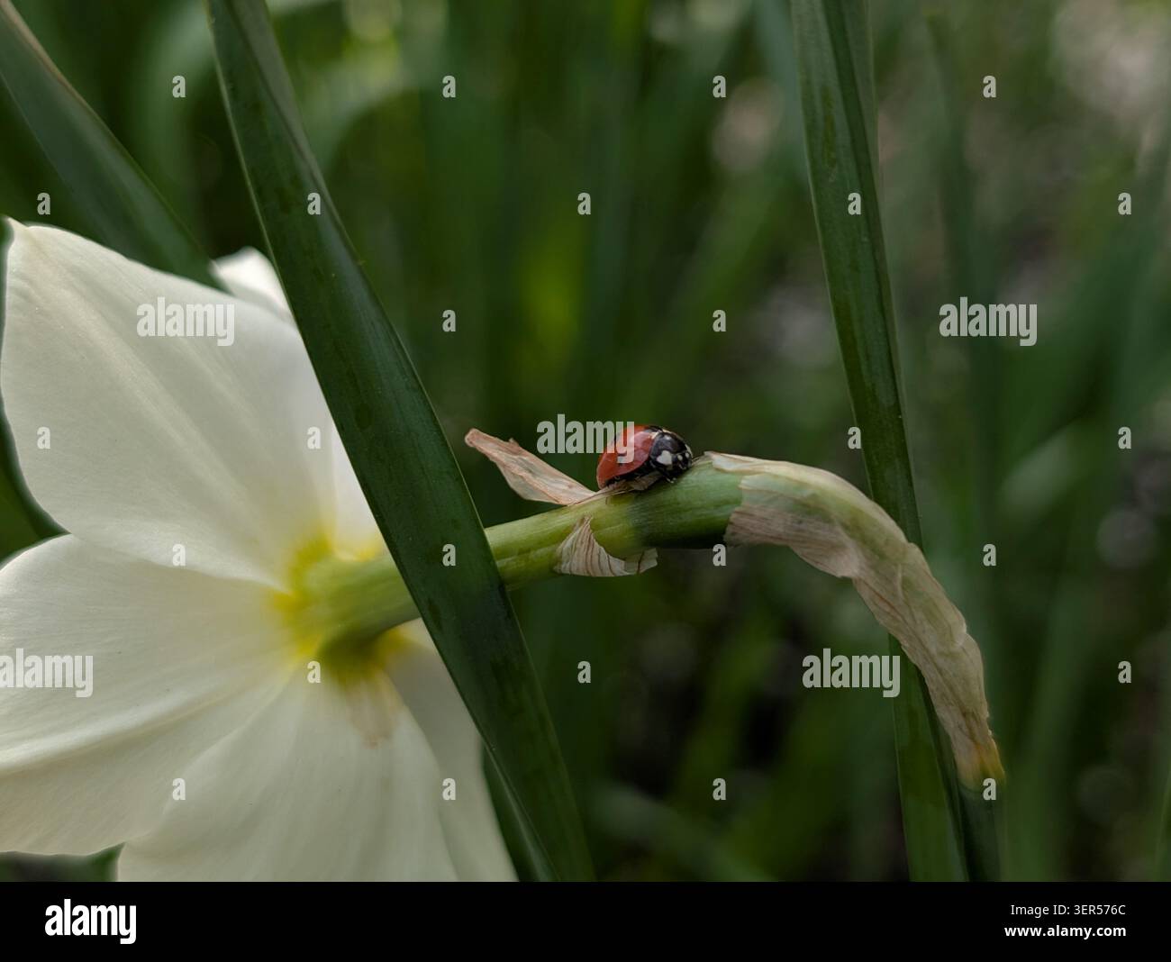 Una coccinella su una foglia verde in giardino. - Immagine stock catturata con smartphone