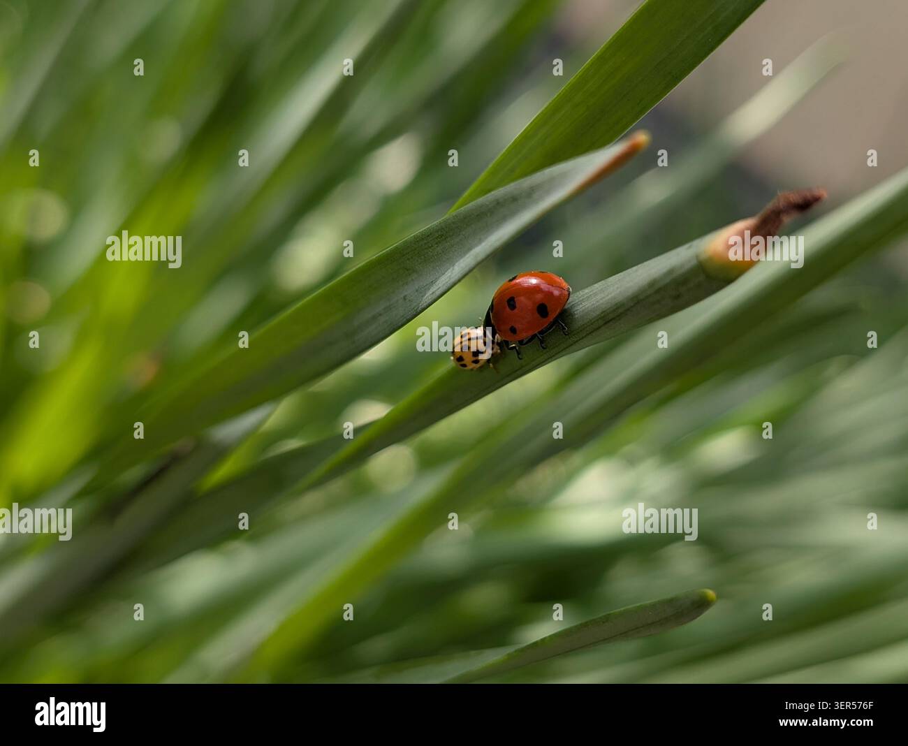 Una coccinella su una foglia verde in giardino. - Immagine stock catturata con smartphone