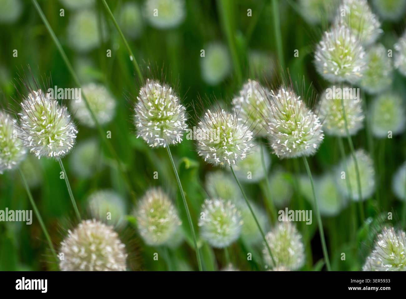 Primo piano sulle code conigliate ricoperte di rugiada erba con teste di semi morbidi e sfondo verde Foto Stock