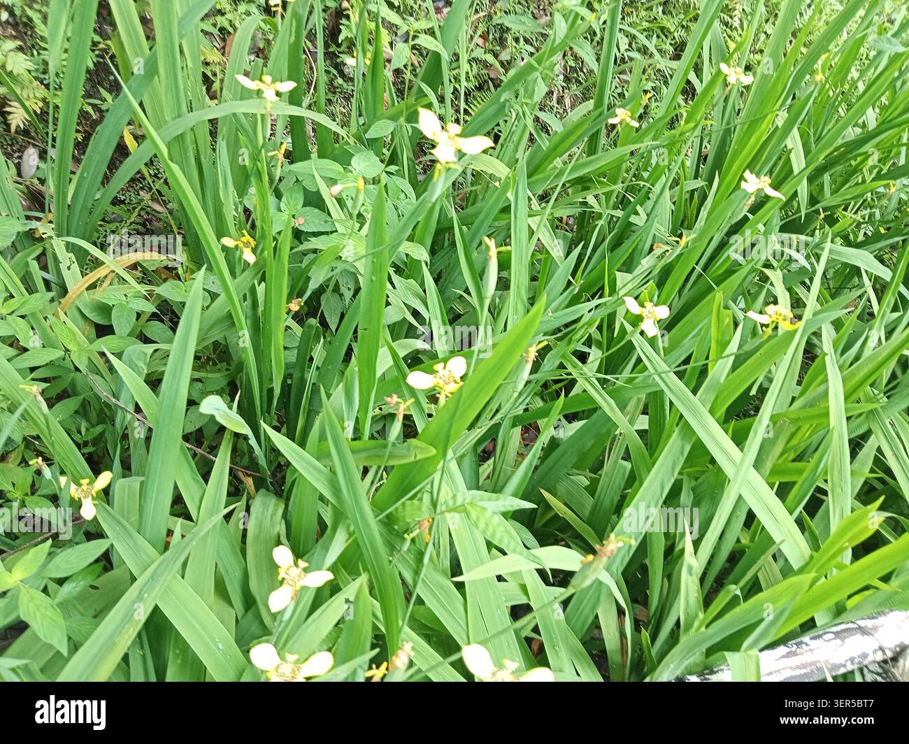 Fiori gialli di Iris in un giardino naturale, con lunghe foglie verdi e fitte foglie, perfetti per disegni botanici o naturalistici. Foto Stock