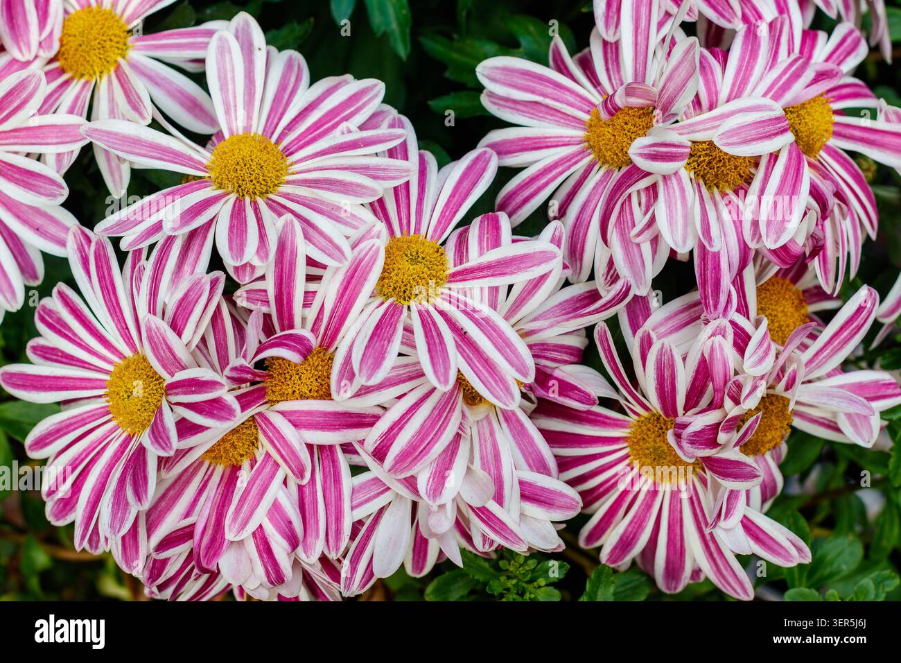 Fiori africani a strisce rosa e bianche con centri gialli che crescono in un giardino Foto Stock