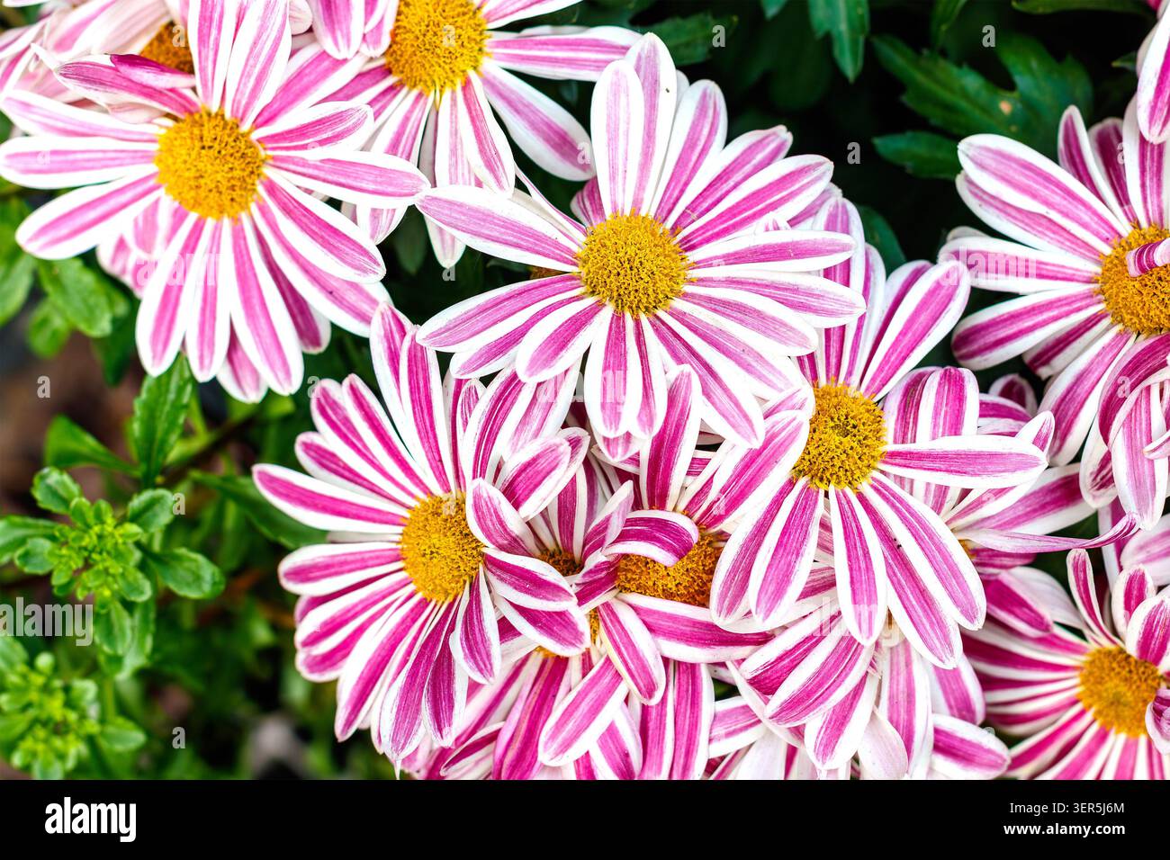 Fiori africani a strisce rosa e bianche con centri gialli che crescono in un giardino Foto Stock
