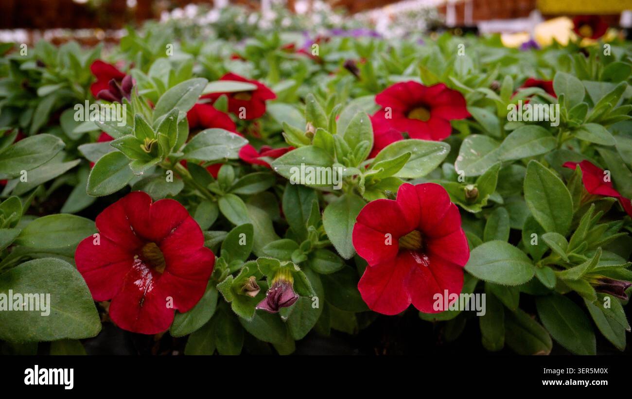 Primo piano di vivaci fiori rossi di Calibrachoa, che mostrano la loro delicata bellezza e la lussureggiante vegetazione in un giardino centrale Foto Stock