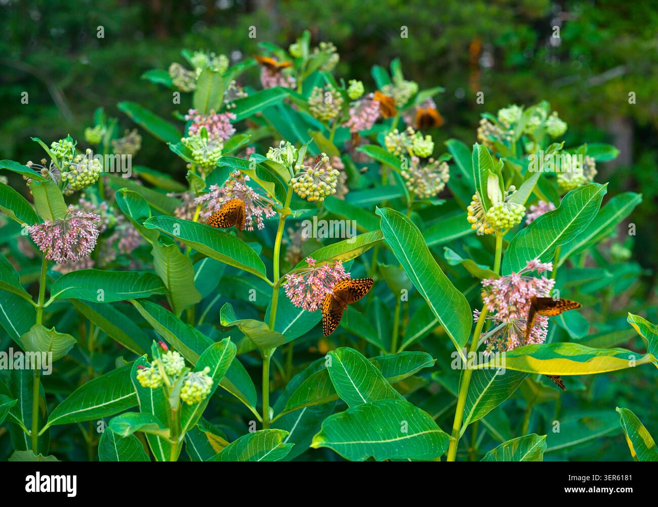 Farfalle sul fiore selvatico tossico, alghe di latte, che crescono vicino a una foresta nel sud della Virginia, Stati Uniti Foto Stock