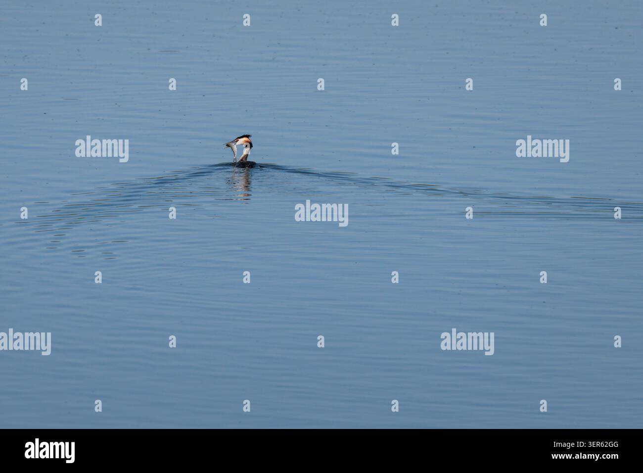 Great Crested Grebe con un pesce nel suo Beak Over Beniarres Reservoir, Spagna Foto Stock