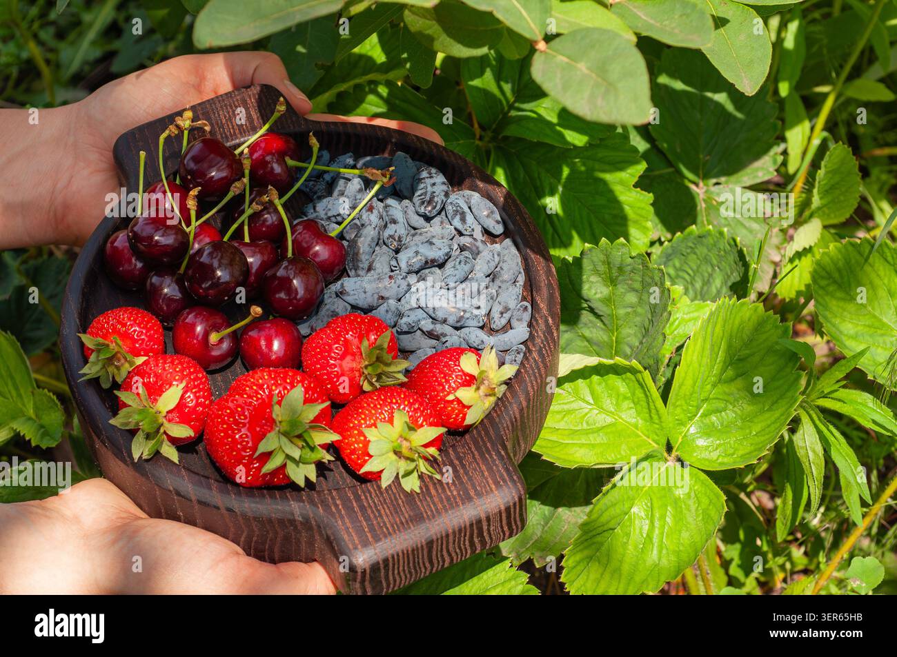 Una persona tiene una ciotola di legno scuro piena di ciliegie mature, fragole vivaci e bacche di caprifoglio allungate in mezzo a un lussureggiante fogliame verde Foto Stock