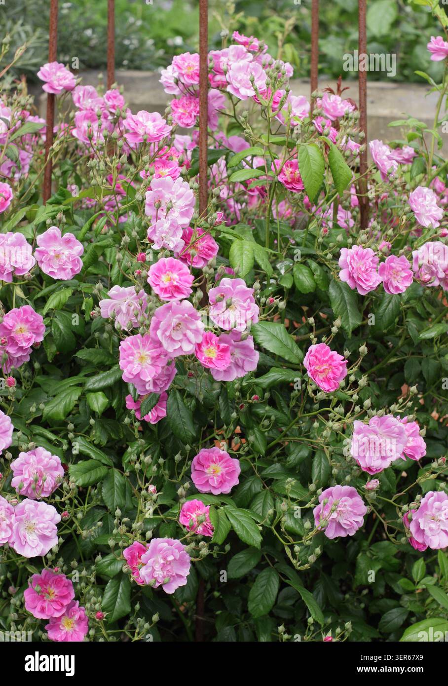 Rosa Purple Skyliner rose, patio vigoroso, rosa compatta e avvolgente con masse di semi doppi fiori rosa intenso e cremosi. Conosciuto anche come Franwekpurp Foto Stock