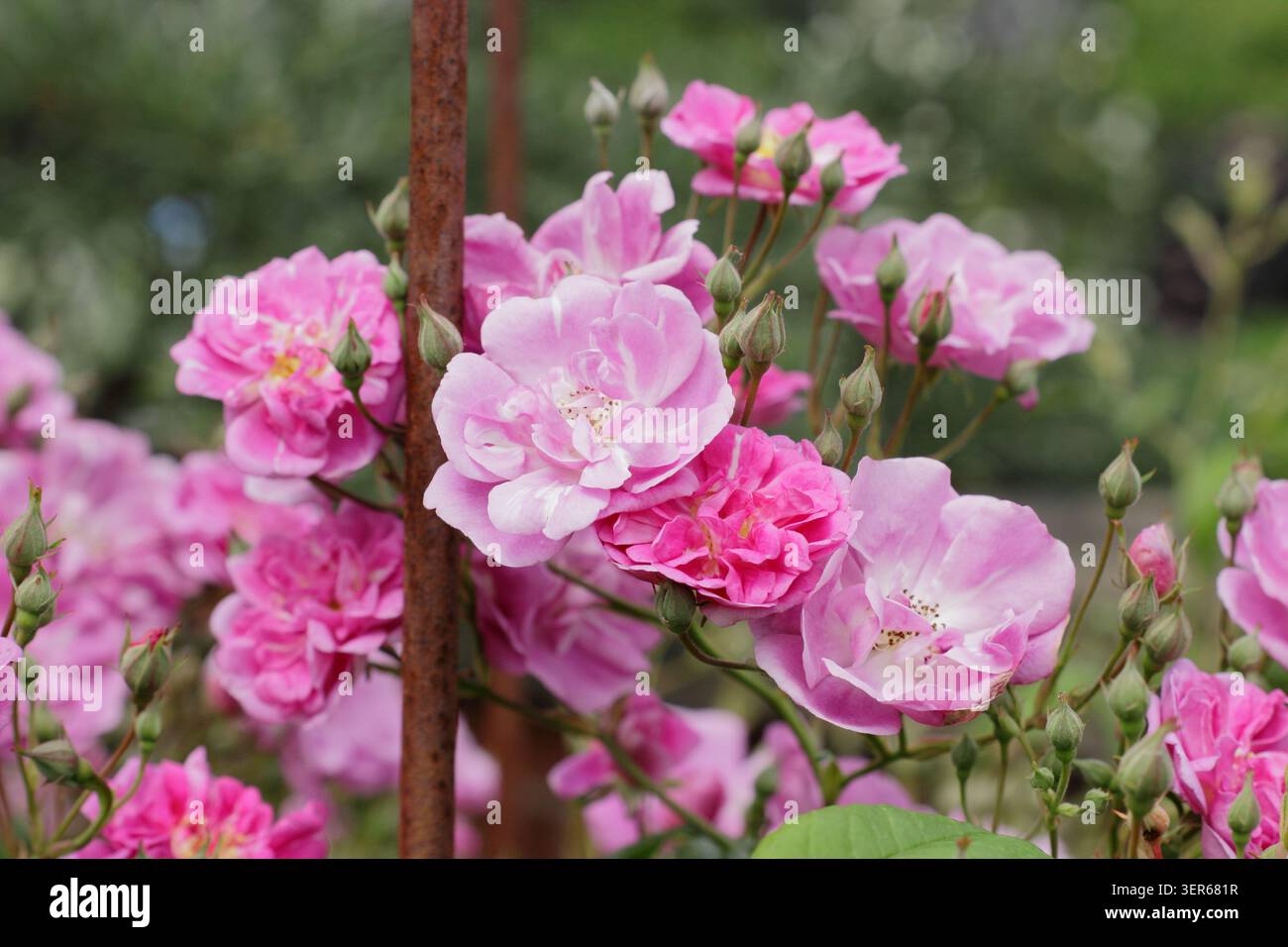 Rosa rosa Purple Skyliner con montatura metallica. Conosciuto anche come Franwekpurp Foto Stock