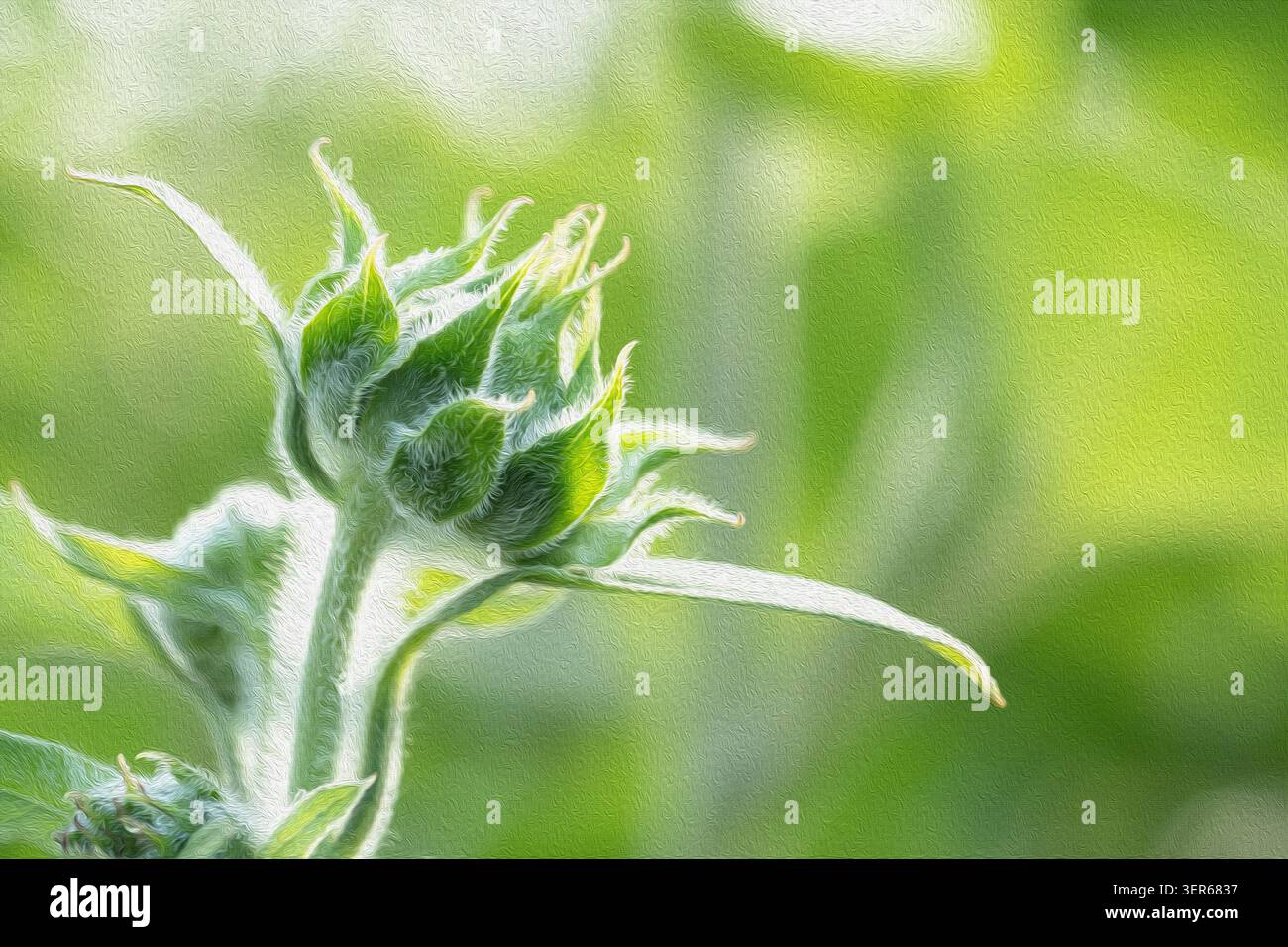 Stile astratto di pittura ad olio di un bocciolo di girasole non aperto con petali verdi, arte botanica impressionistica con delicate tonalità di verde naturale Foto Stock