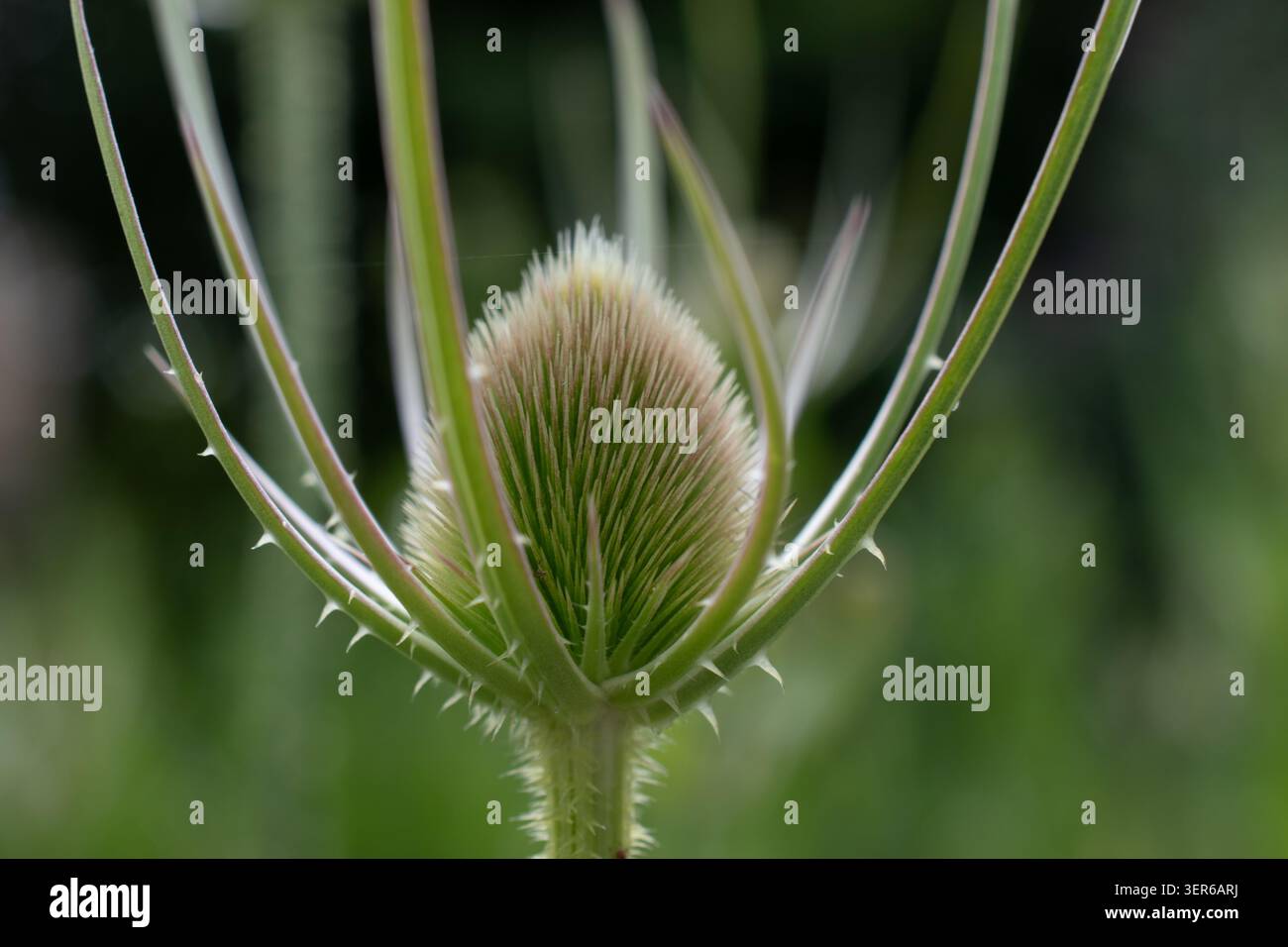 Teiera selvatica, dipsacus fullonum Foto Stock