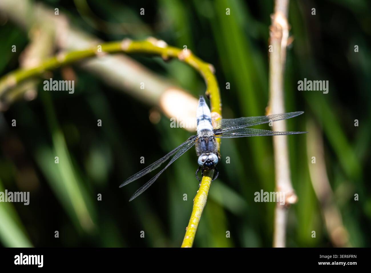 Una libellula con fasce chiare si appoggia su una canna sottile e si affaccia sull'obiettivo. Le ali di vetro risplendono alla luce del sole, mentre il morbido sfondo verde crea un ambiente tranquillo Foto Stock