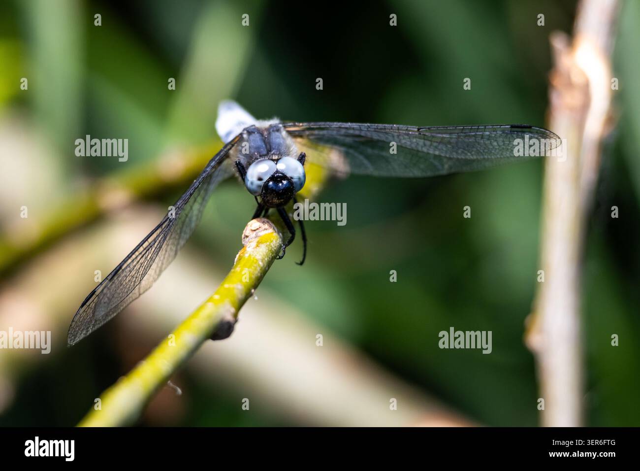 Una libellula diffonde le sue ali chiare e afferra una canna dall'alto. Le texture sottili risplendono lungo il corpo, mentre la luce soffusa e le erbe sfocate creano un Foto Stock