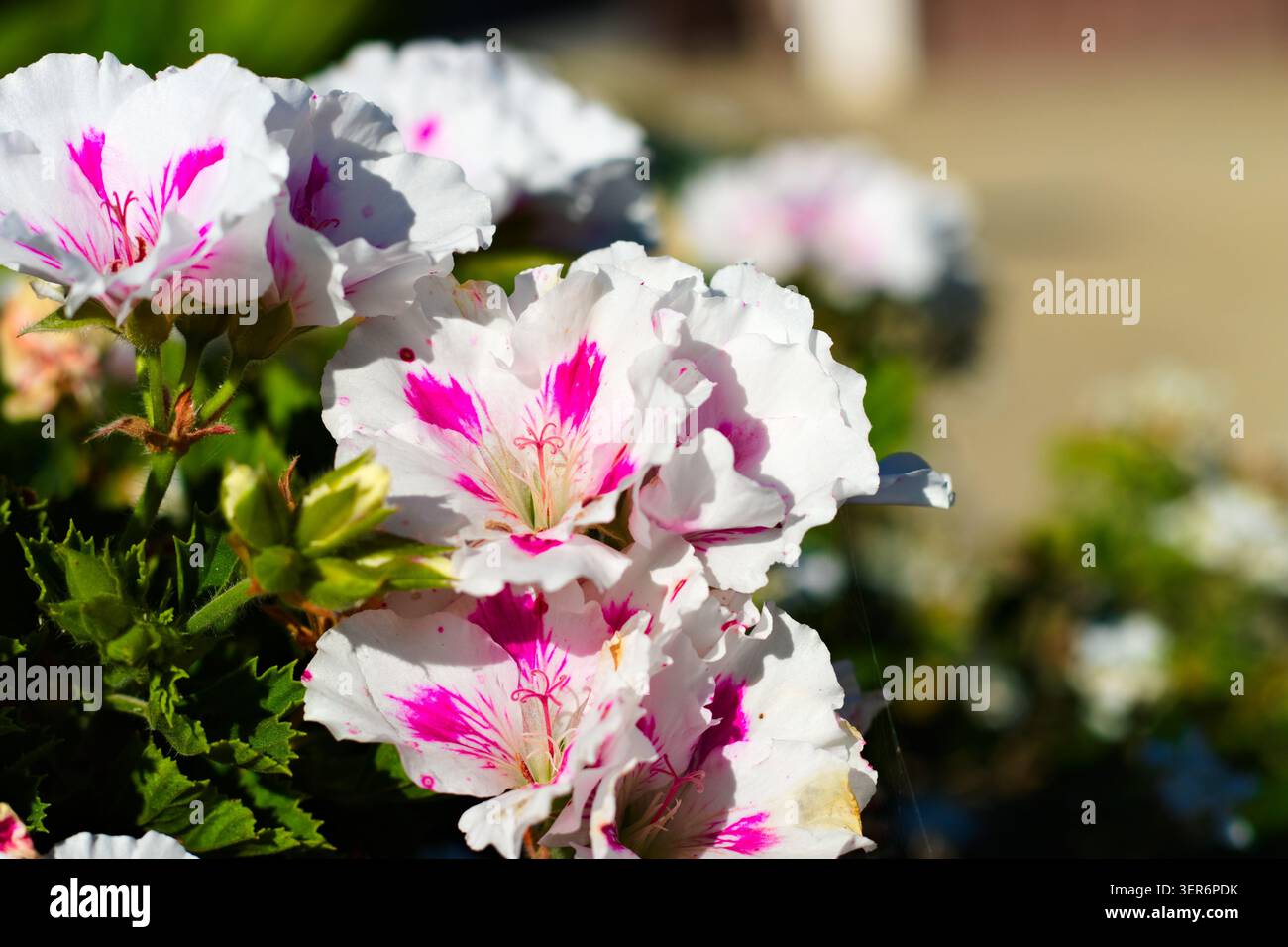 Primo piano di fiori bianchi di pelargonium con marcature rosa brillanti in un giardino di Malibu, California Foto Stock