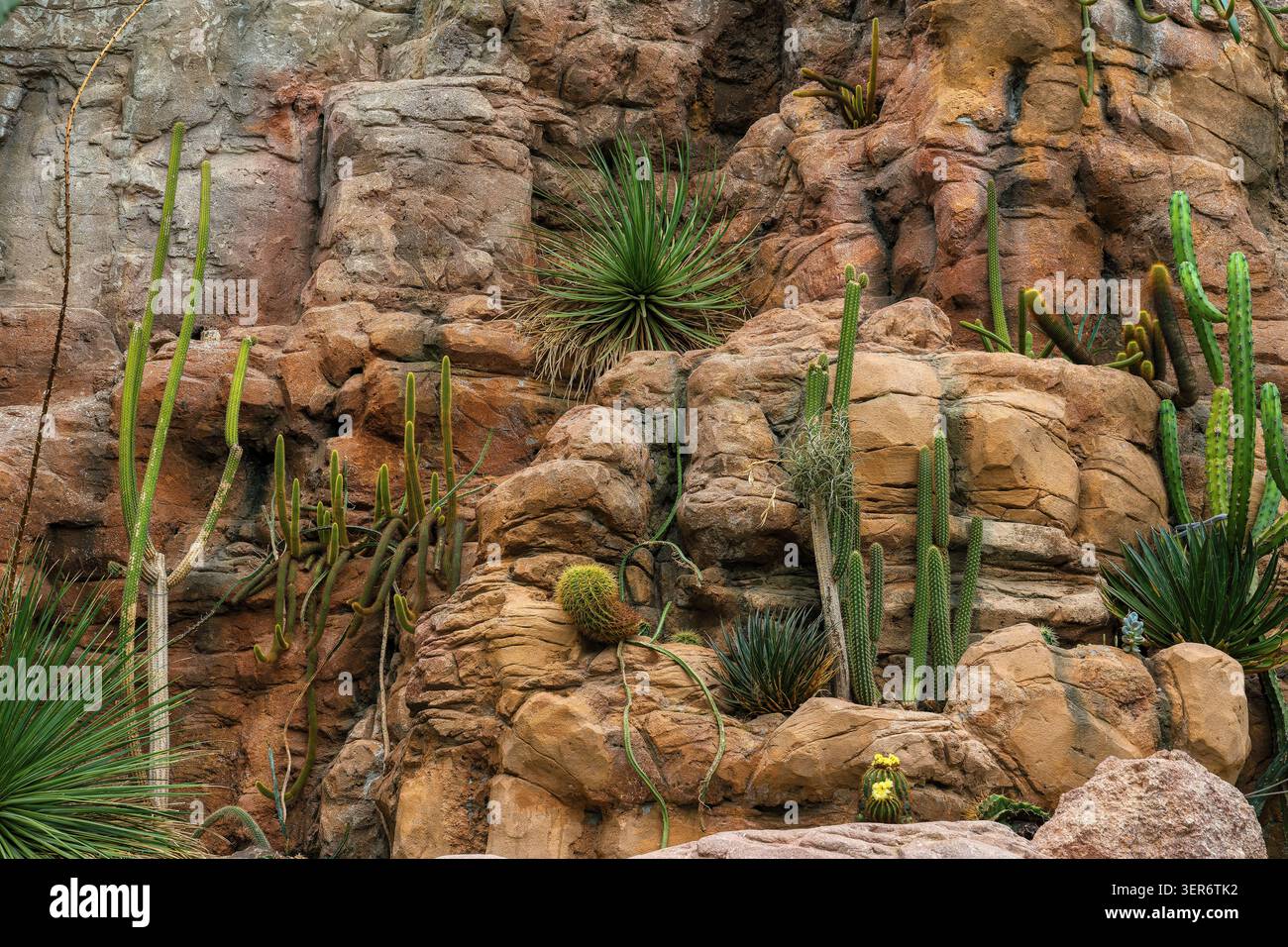 VIENNA, AUSTRIA - 12 LUGLIO 2024: Vari cactus e piante succulente che crescono su pareti di roccia testurizzata a Schonbrunn Foto Stock