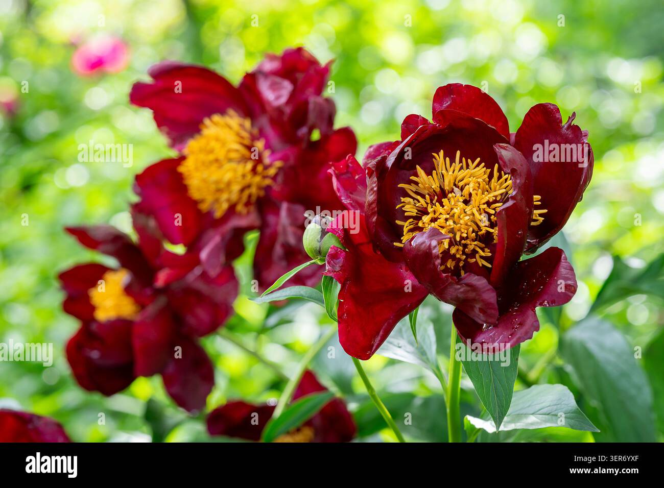 Peonie di Borgogna scure (Paeonia «Sable») in piena fioritura, con petali color cremisi vellutati e stami dorati brillanti su uno sfondo verde luminoso. Foto Stock
