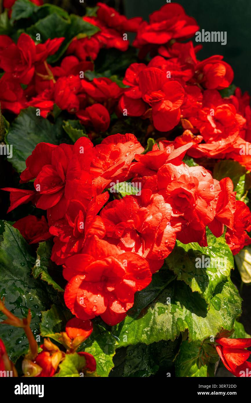 Primo piano di vivaci fiori rossi di begonia con gocce d'acqua che fioriscono in un giardino estivo Foto Stock