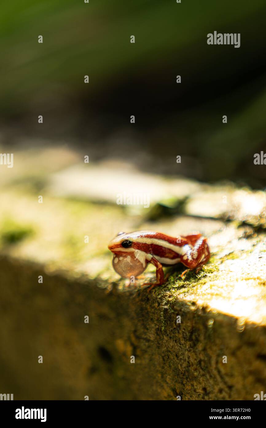 Primo piano di una minuscola rana veleno a strisce rosse e bianche con un sacco vocale gonfiato appoggiato su una pietra muschiata Foto Stock