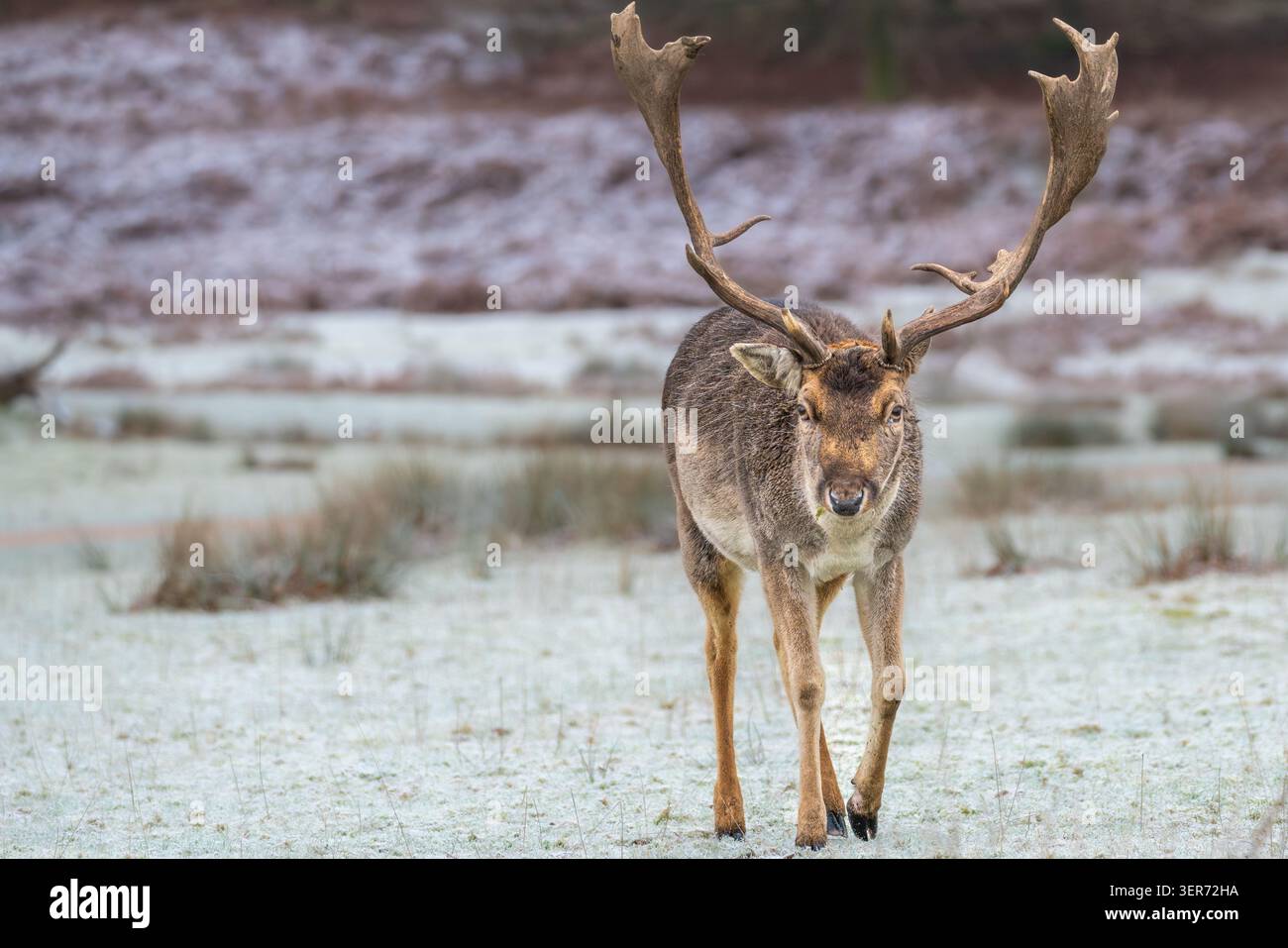 Il cervo a riposo fa il buck Dama dama che si avvicina attraverso la brughiera ricoperta di gelo in inverno, Kent, Regno Unito Foto Stock