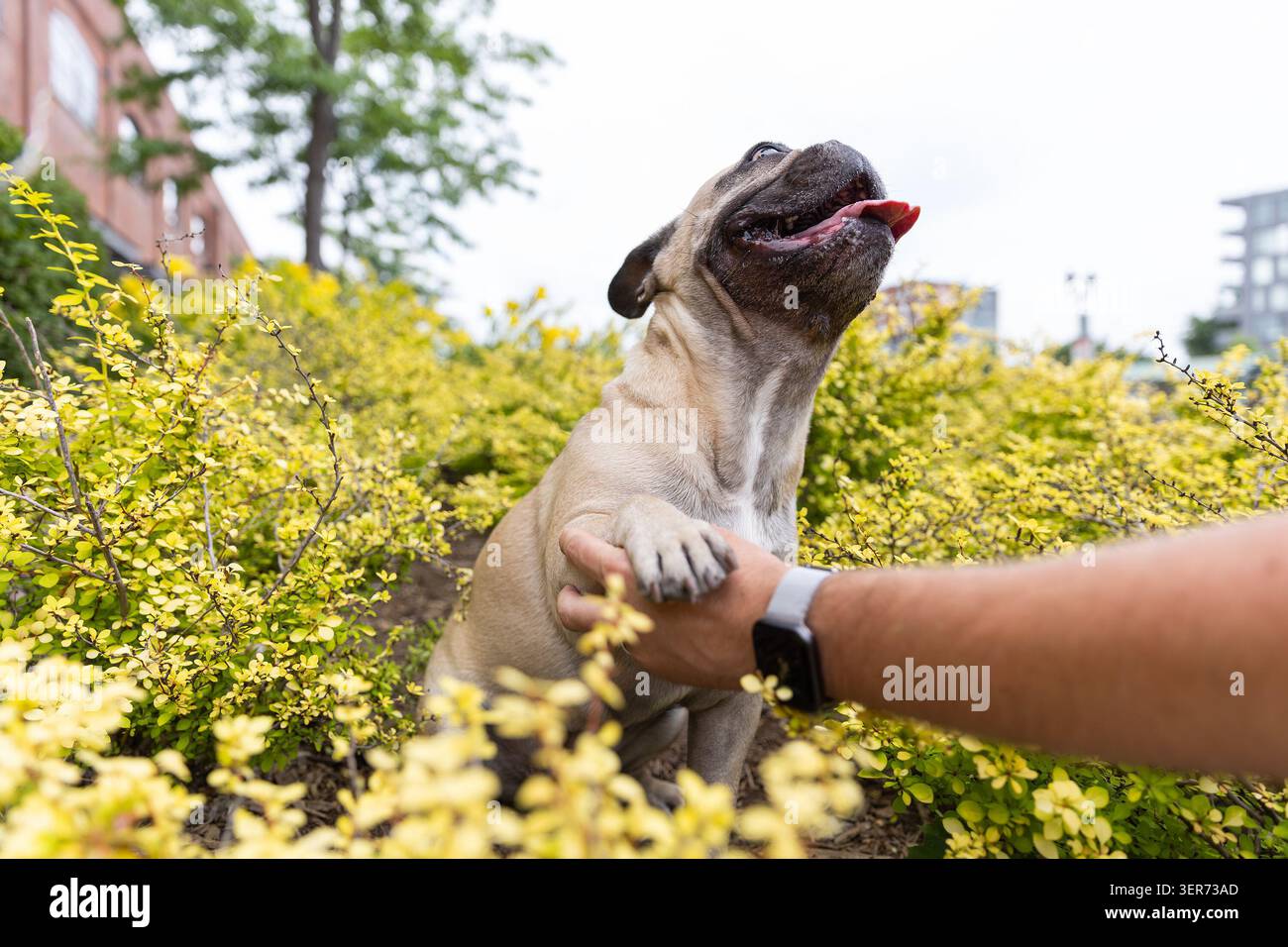 Simpatico cucciolo di bulldog francese che gioca con la mano umana nel parco con fiori gialli. Foto Stock