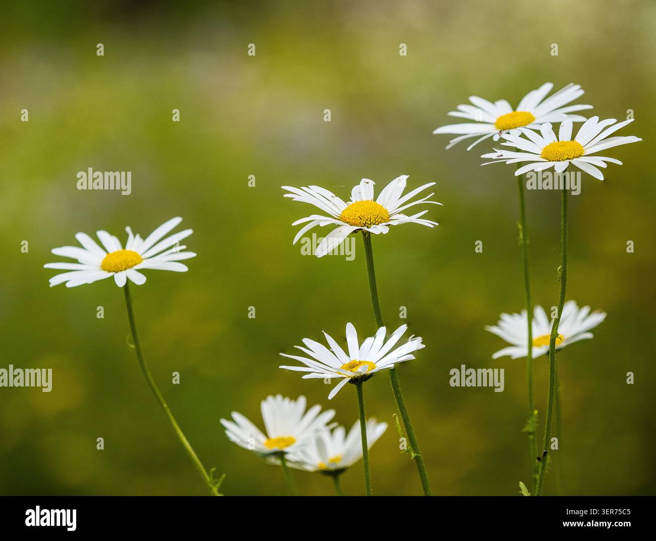 Boss di fiori gialli e petali di razza bianca del fiore selvatico a margherita di bue del Regno Unito, Leucanthemum vulgare Foto Stock