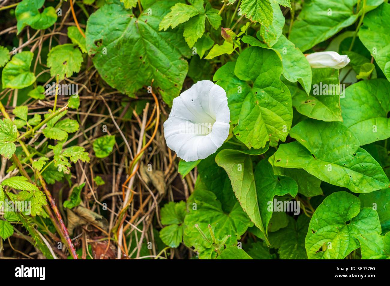 Fiore bianco della pianta delle siepi Bindweed o Calystegia sepium, un fiore selvatico che è distruttivo per altre piante Foto Stock