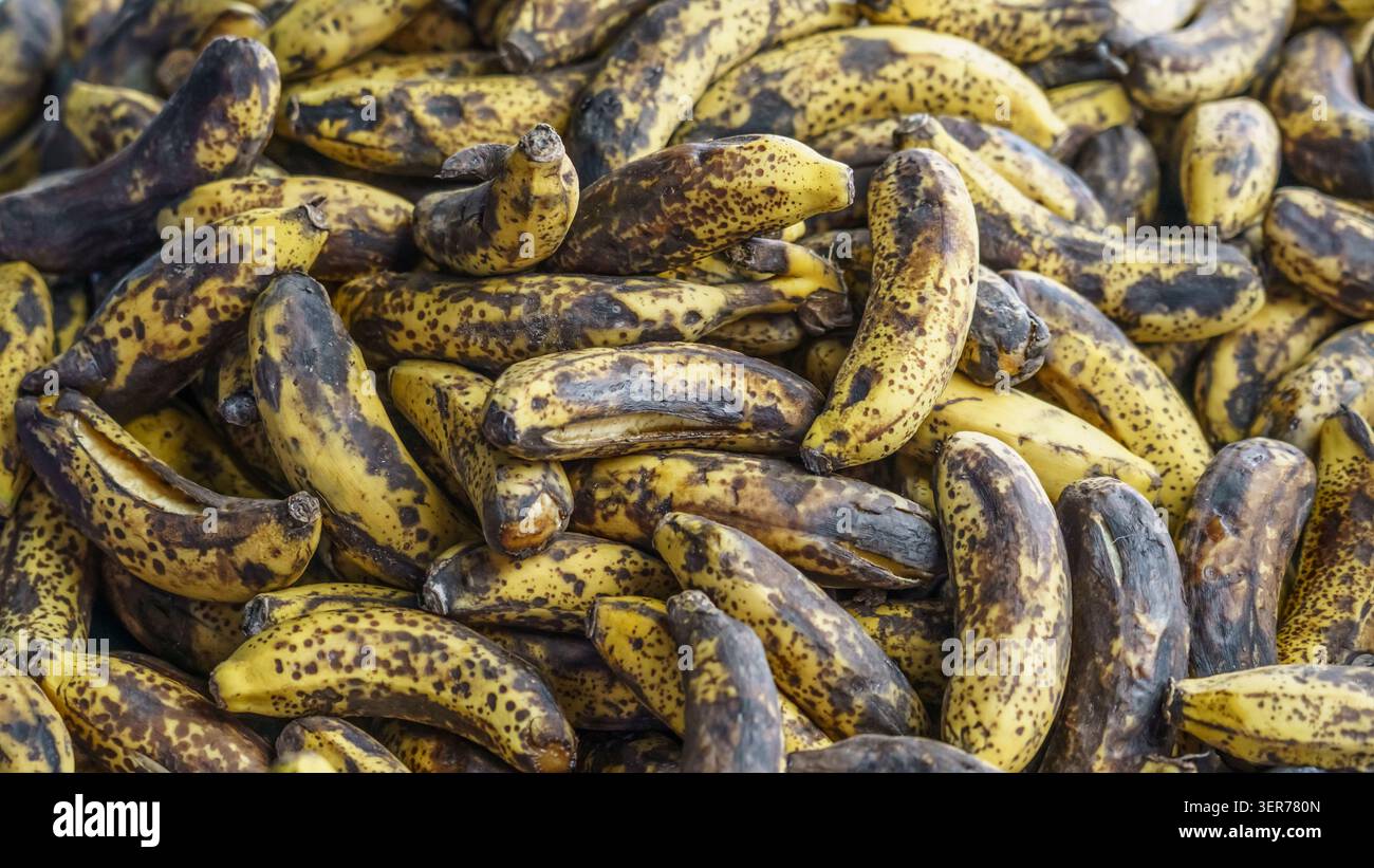 Vista ravvicinata di una collezione di banane troppo mature con macchie scure e pelle gialla, evidenziandone la consistenza e le variazioni di colore in una disposizione naturale Foto Stock
