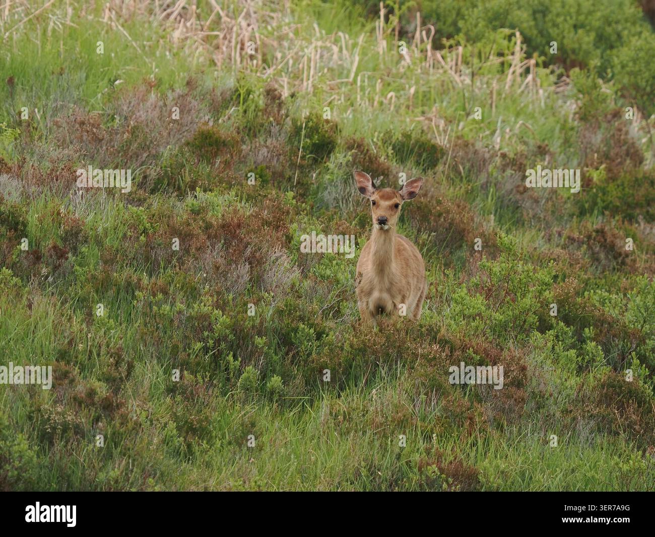 Questo giovane cervo era molto squallido, si pronunciava persino come un'antilope africana quando si muoveva sulla collina! Foto Stock
