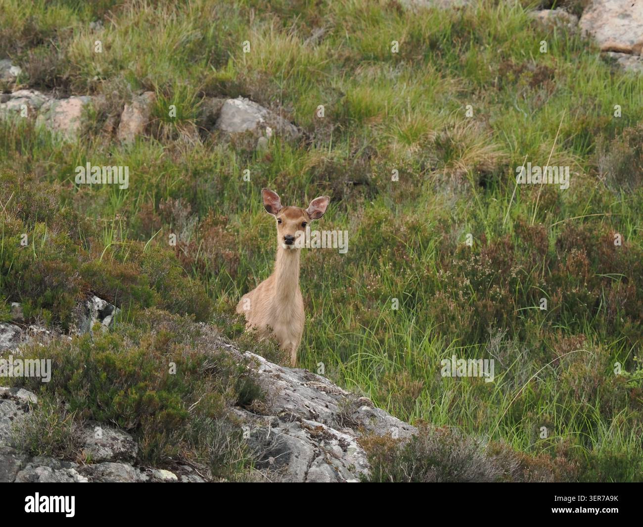 Questo giovane cervo era molto squallido, si pronunciava persino come un'antilope africana quando si muoveva sulla collina! Foto Stock