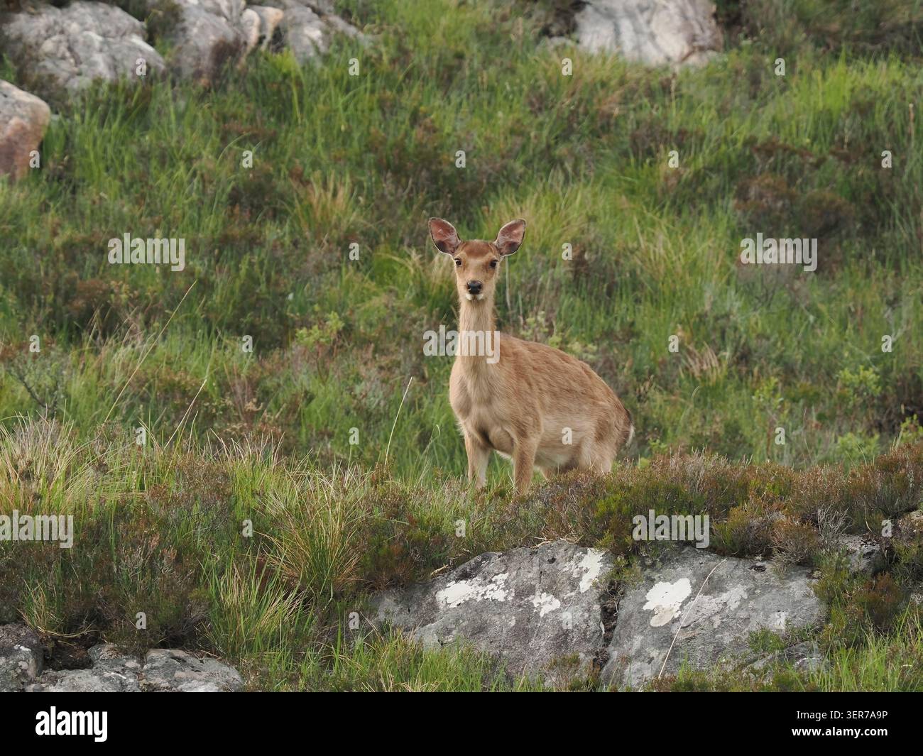 Questo giovane cervo era molto squallido, si pronunciava persino come un'antilope africana quando si muoveva sulla collina! Foto Stock