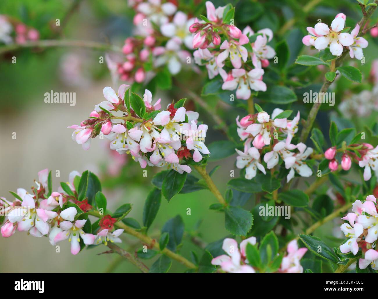Primo piano dei fiori di Escallonia "Mela Blossom" Foto Stock