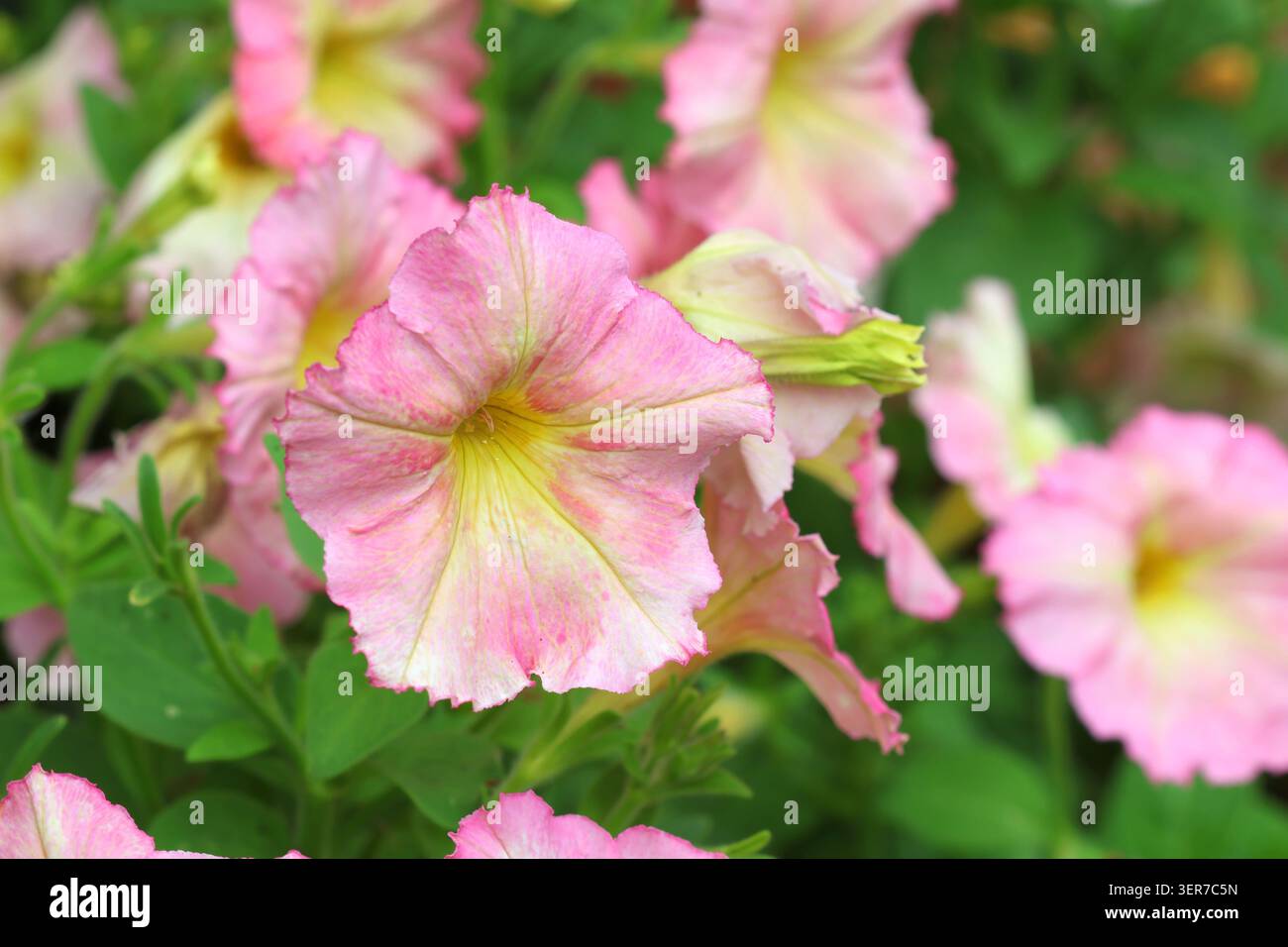 Primo piano di Petunia 'Alenka' Foto Stock