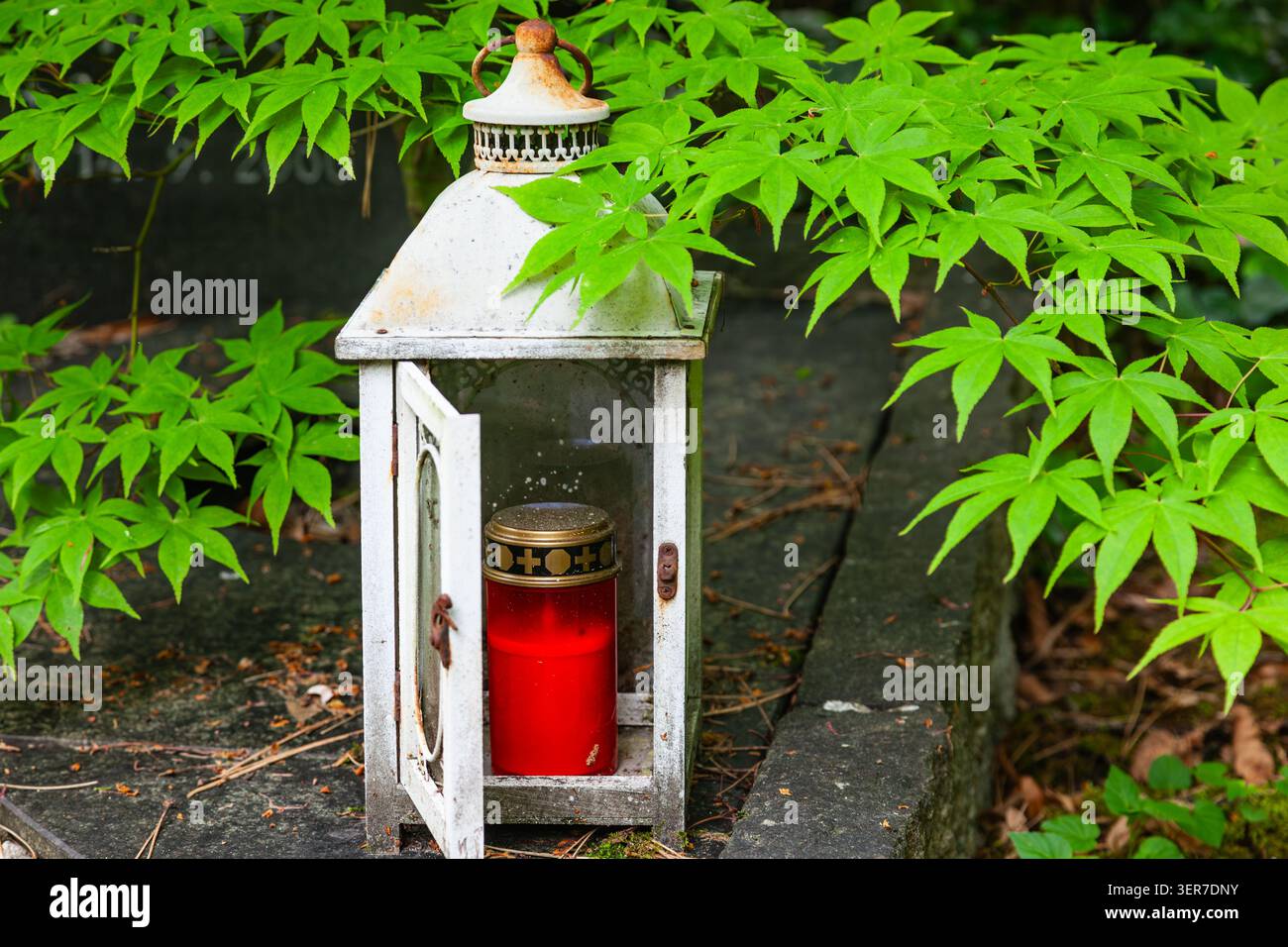 Lanterna bianca d'epoca con porta aperta e candela commemorativa rossa all'interno su una tomba circondata da foglie d'acero verdi in un cimitero Foto Stock