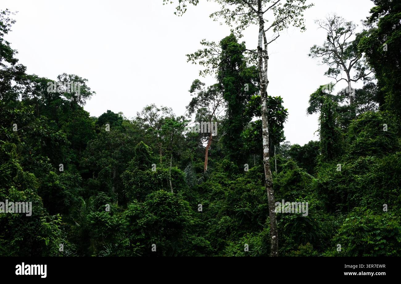 Vista panoramica della lussureggiante foresta pluviale tropicale e degli alti alberi del Parco Nazionale Bukit Barisan Selatan a Sumatra Foto Stock