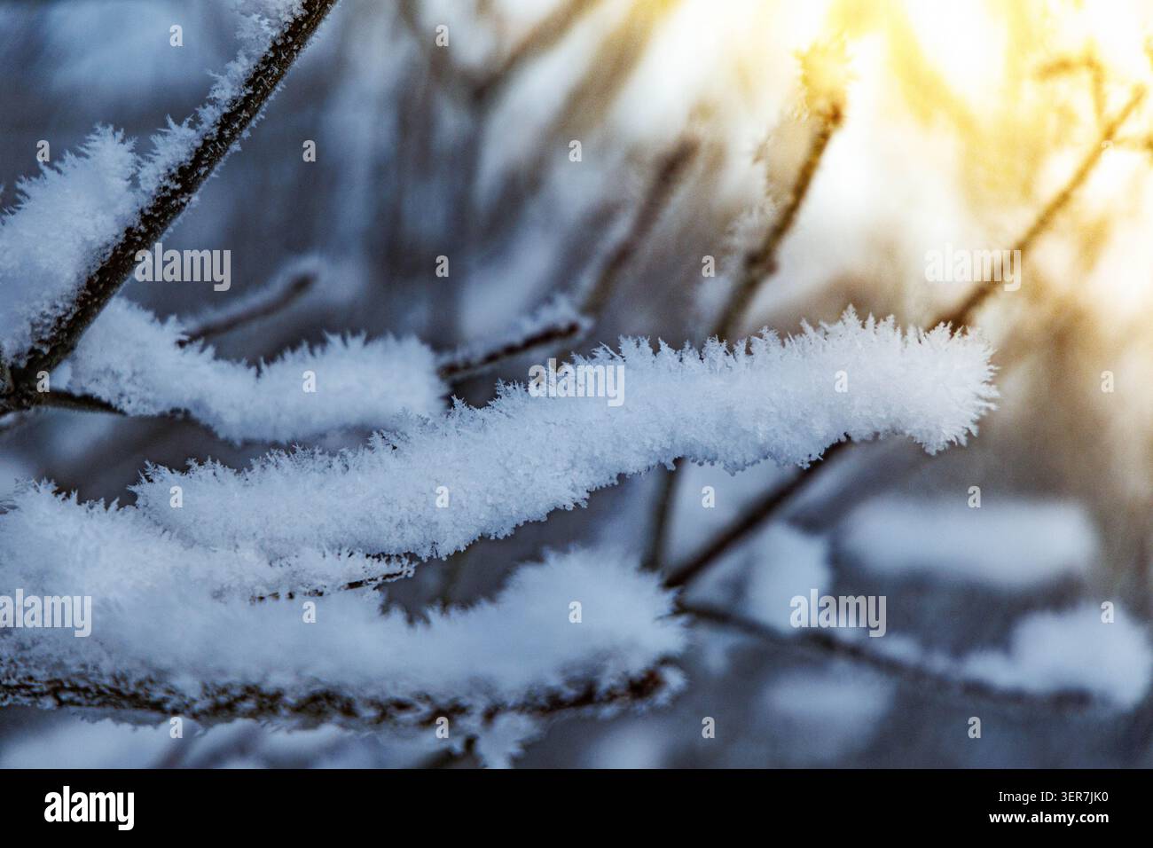 Uno stretto sentiero conduce in profondità in un parco coperto da una coperta bianca. I rami degli alberi brillano di gelo, mentre le luci stradali aggiungono una luce soffusa. Foto Stock