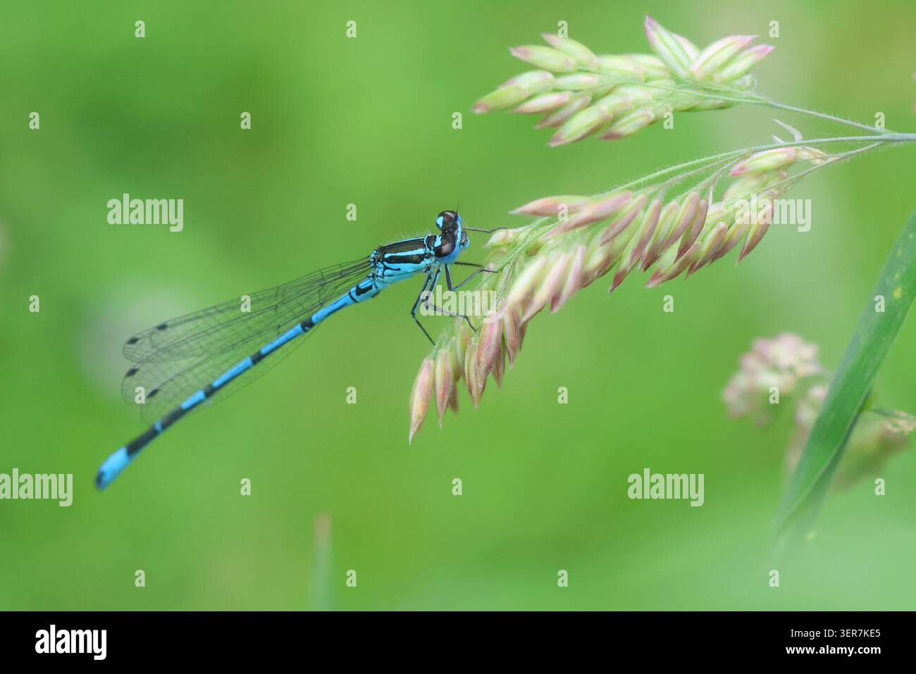 La Damselfly Azzurra, la puella Coenagrion, poggiata su una testa di semi d'erba. Norfolk, Inghilterra. Foto Stock