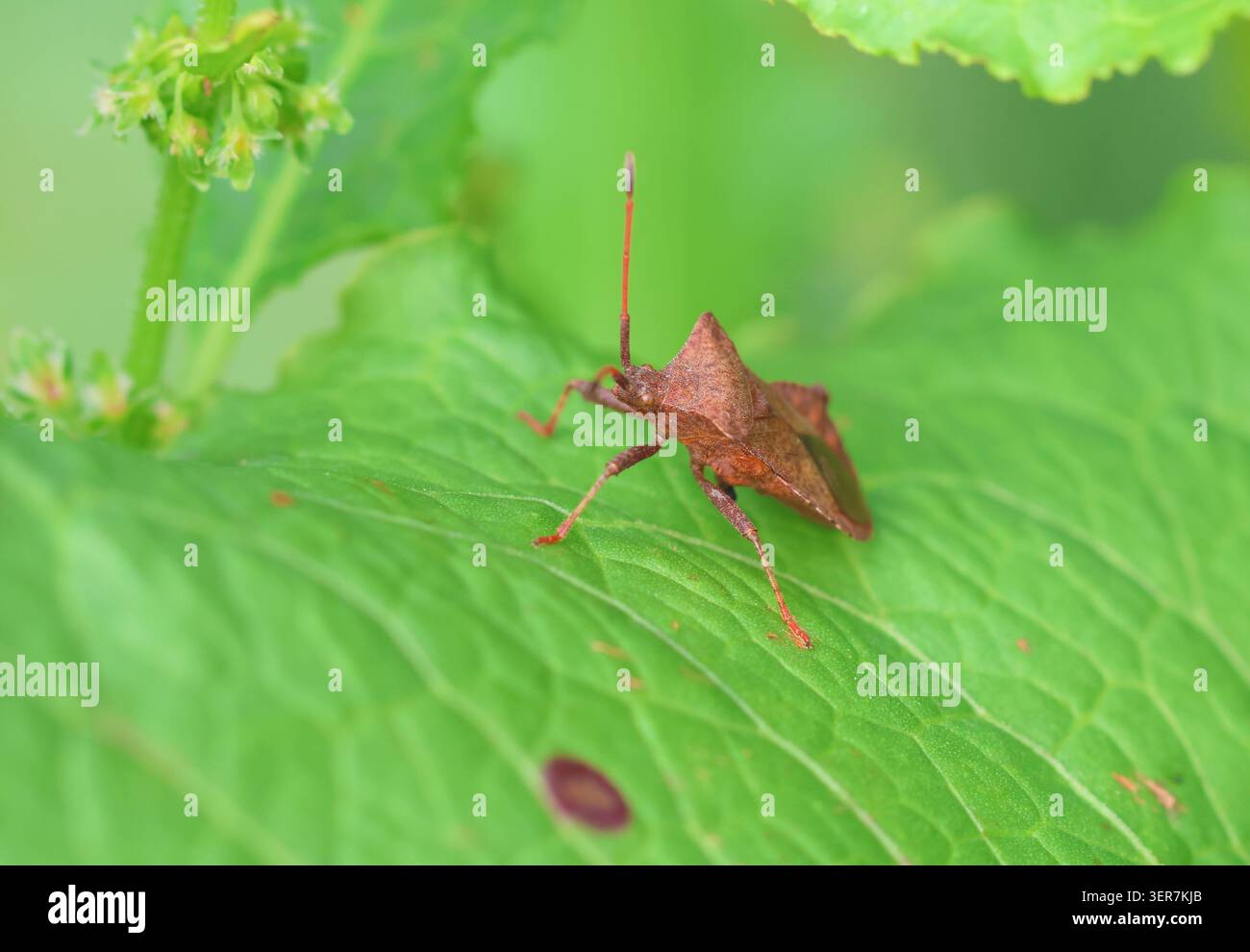 Il Dock Bug, Coreus marginatus, trovato su una foglia di banchina. Norfolk, Inghilterra. Foto Stock