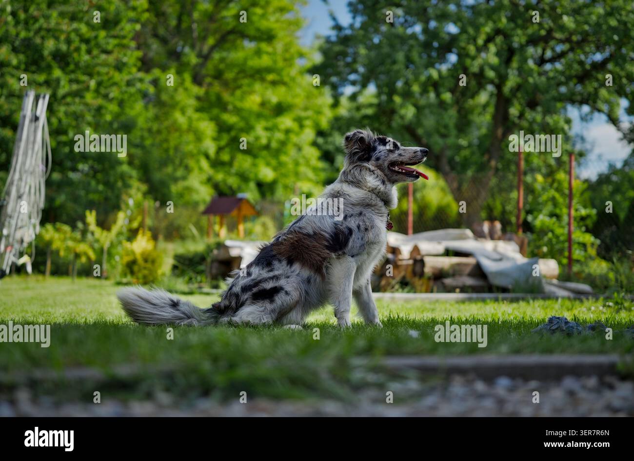 Una foto del profilo laterale di un maestoso cane blu merle Border Collie seduto elegantemente su un breve prato verde con la bocca leggermente aperta su un luminoso Foto Stock