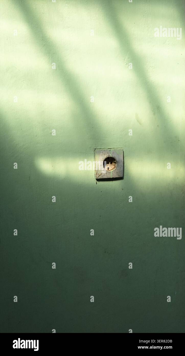 Una vista minimalista di una vecchia presa elettrica in stile europeo su una parete di cemento dipinta di verde, decorata con tenui ombre di foglie d'albero e luce del sole Foto Stock