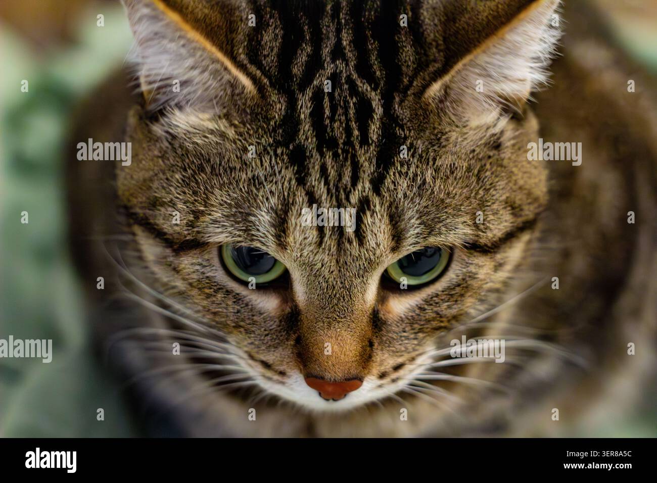 Ritratto ravvicinato di un gatto domestico grigio tigrato con occhi verdi, muso bianco e lunghi baffi che mostra un'espressione vigile Foto Stock