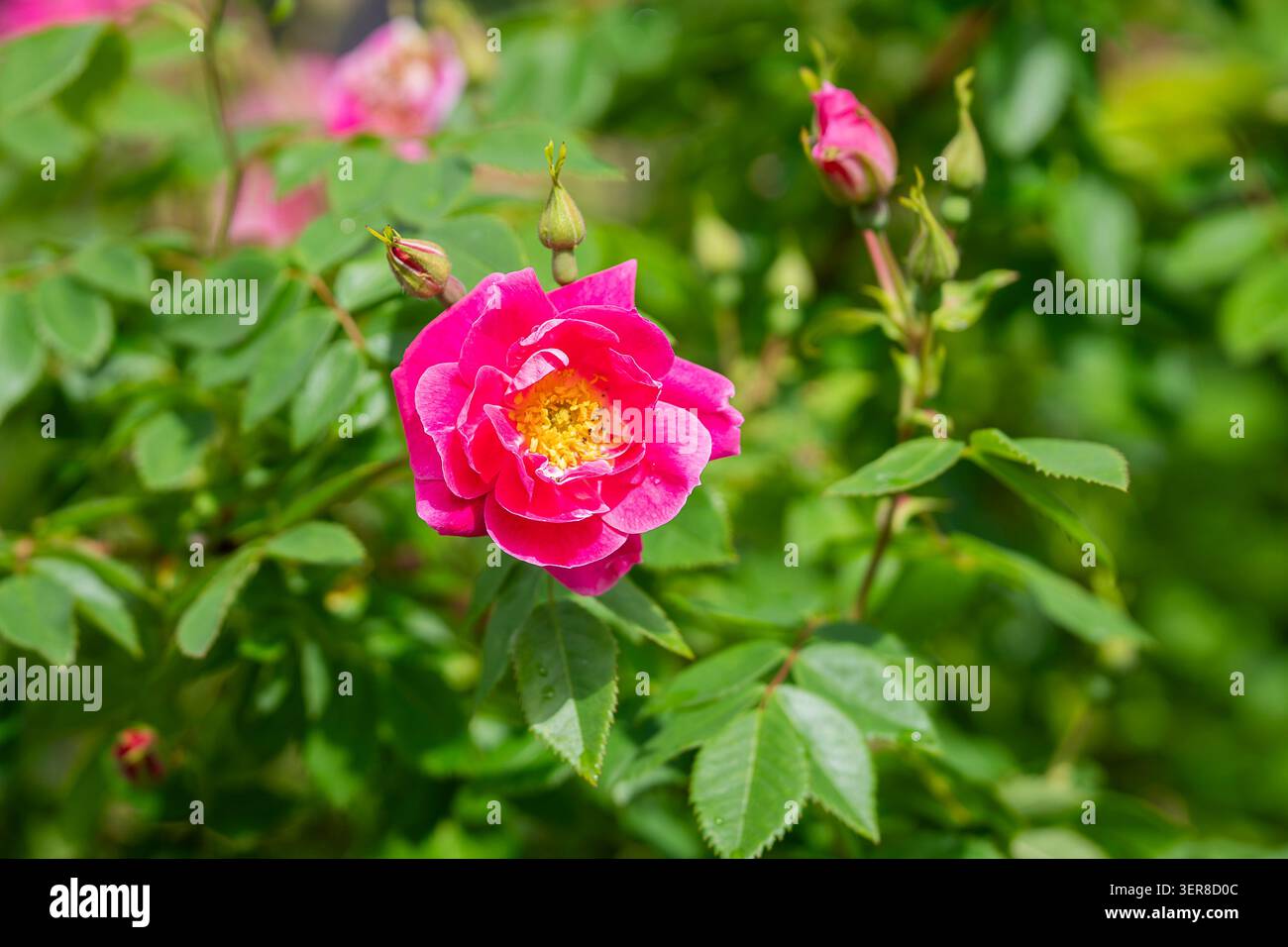 Rosa rosa rosa brillante, il ‘William Baffin’, in piena fioritura, circondato da boccioli di fiori e vegetazione lussureggiante in un giardino estivo illuminato dal sole. Foto Stock