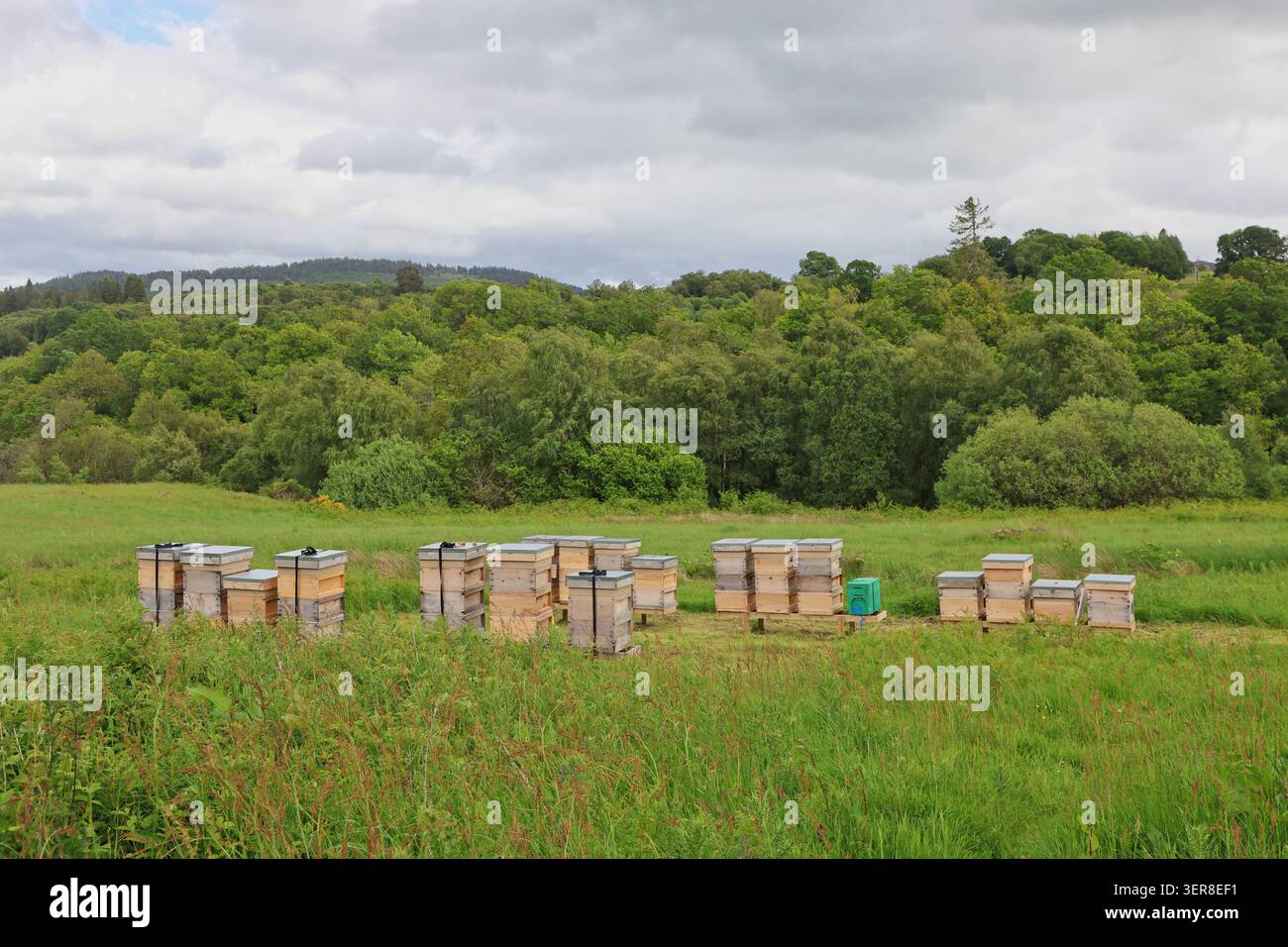 Alveari vicino a Rumbling Sawmill Perthshire Scozia giugno 2026 Foto Stock