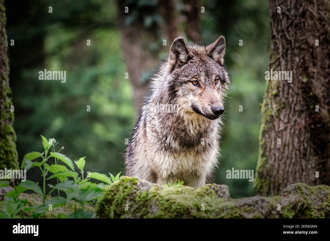 Ritratto di un lupo grigio, di un lupo europeo o eurasiatico in una foresta in Francia Foto Stock