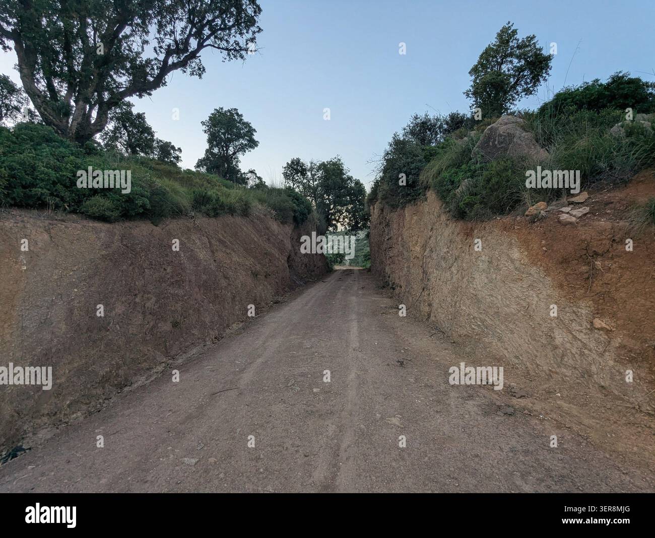 Una strada sterrata rurale circondata da alberi sotto un cielo azzurro - Immagine stock catturata con smartphone