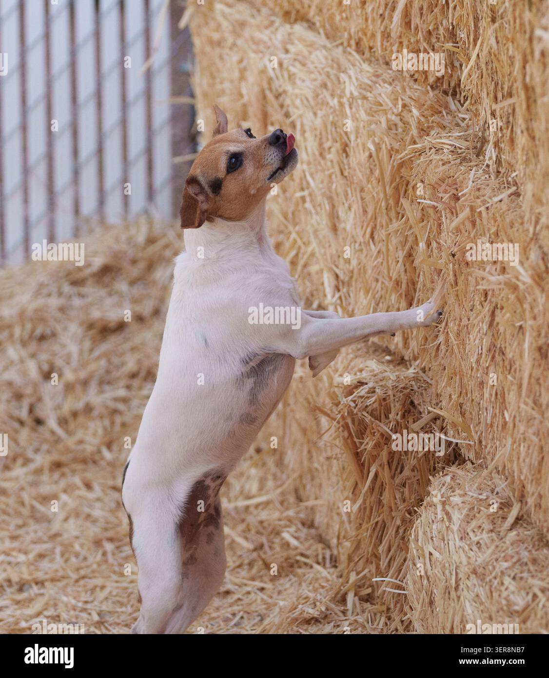 Guardando verso la cima delle balle di fieno, un terrier Jack Russell sente l'odore di un topo sepolto durante una partita Foto Stock