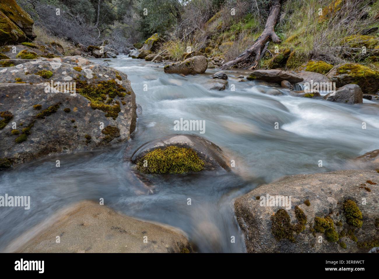L'acqua di Rushing creek scorre su massi muschiati Foto Stock