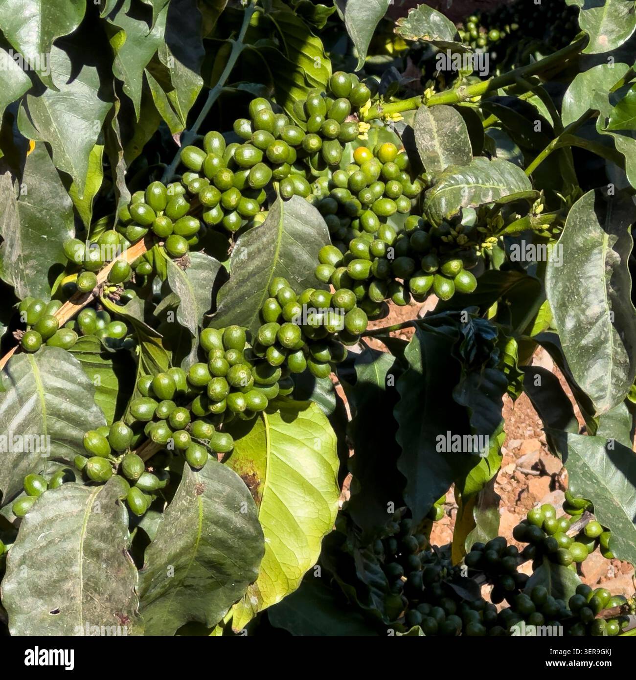chicchi di caffè in una piantagione di madeira Foto Stock